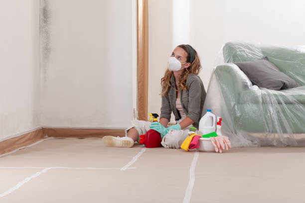 Reliable Black Mold Remediation contractor in Kendall Park, NJ by Mold Remediation HQ