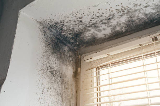 Affordable Black Mold Remediation solutions in Kendall Park, NJ